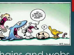 Food Chains and Webs