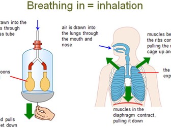 Muscles & Bones Lesson 2 - Gas Exchange & Breathing (Exploring Science 7C)