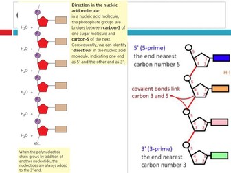 AS level - CIE - chapter 6 - Nucleic Acids