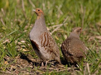 The Grey Partridge - Past Present and Future