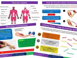 Muscular System - AQA GCSE PE (9-1) | Teaching Resources