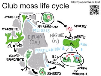 Club moss life cycle: YouTube video with pdf summary sheet