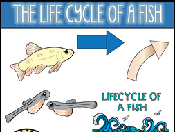 Life Cycle of a Fish Clip Art | Teaching Resources