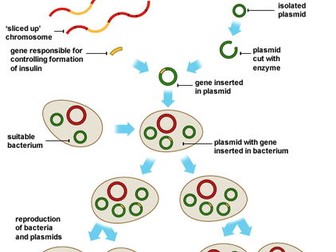 A Level Biology - Principles of genetic technology