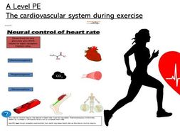 Regulation of heart rate during exercise - neural factors - worksheet ...