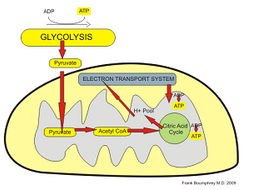 Presentations Chapter 18 Respiration OCR Biology A GCE | Teaching Resources