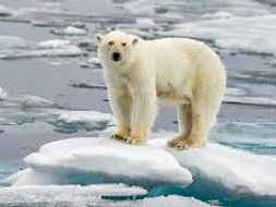 Cause and effects of Global Warming