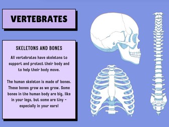 Skeletons and Muscles Presentation & Worksheet