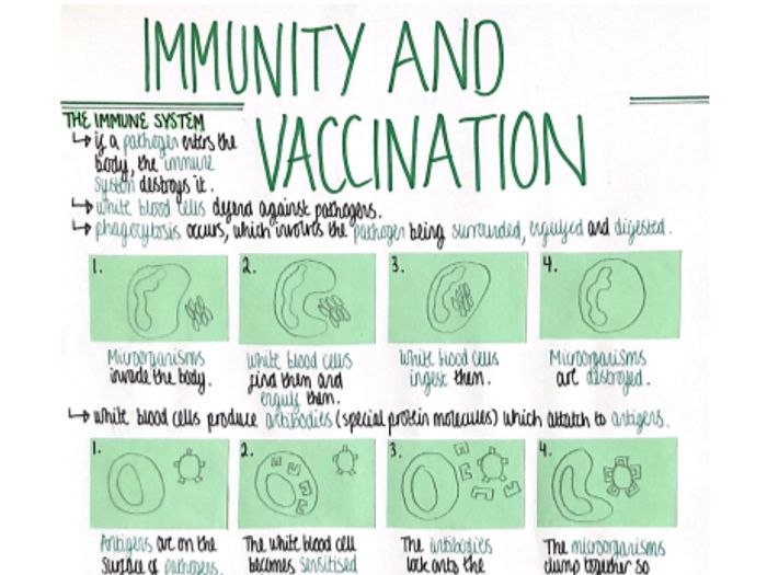 Immunity/Vaccination (Infection & Response) Revision Poster [AQA GCSE ...