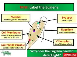 Unicellular Organisms - Activate
