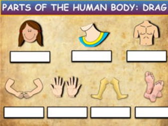 The Human Body: Drag & Drop Worksheet: Google Slides. Powerpoint