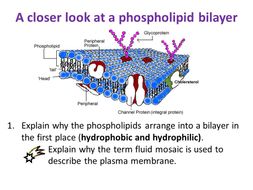 The Plasma Membrane - OCR AS/A Level Biology