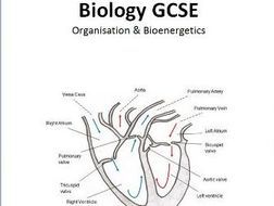 GCSE Biology Topics 2 + 4 - Organisation + Bioenergetics AQA