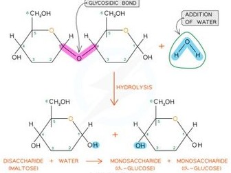 Less 2 Hydrolysis Condensation reactions Unit 4 The Human Body