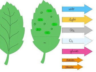 Photosynthesis intro activity cut out