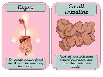 Pink Digestive System Display Posters