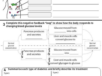 Endocrine system and Blood Glucose - B5 Homeostasis AQA GCSE Revision Worksheet