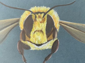 KS3 Art Lesson plan - Bumblebee drawings