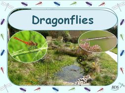 Dragonflies: Life-cycle, Ecology and Survival