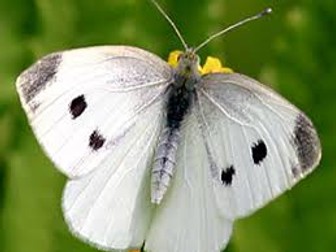 Life cycle of the cabbage white butterfly