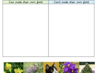 Y3 Science: Who can make their own food sorting grid