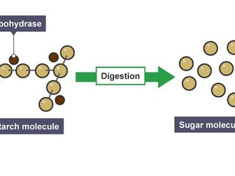 Digestive enzymes GCSE Biology Worksheet