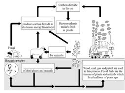 Carbon Cycle question sheets | Teaching Resources