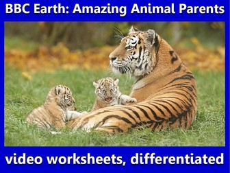 BBC Animal Parents: video questions, differentiated.