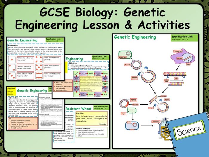 KS4 AQA GCSE Biology (Science) Genetic Engineering Lesson & Activities ...