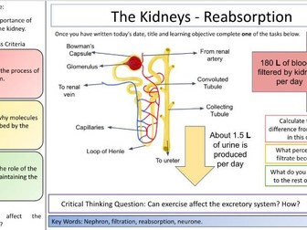 The Kidneys - Reabsorption - Grade 9