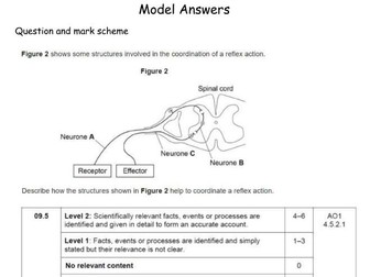 Reflex Action Model Answer AQA GCSE Biology