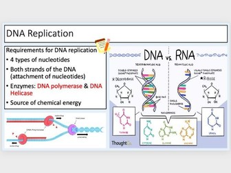 Y12 Structure of DNA & RNA, DNA Replication, Semi-Conservative Replication (4 lessons)