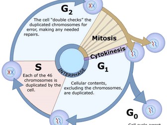 OCR BIO AS Cell Cycle structured task