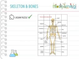 Skeleton and bones - Jigsaw Puzzle (KS2/KS3) | Teaching Resources