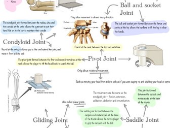 Level 3 Unit 1: Anatomy and Physiology Joints Posters x2