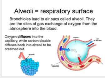 KS4/GCSE Respiration and Respiratory Surfaces Powerpoint covering full topic (CCEA)
