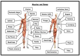 GCSE PE – AQA (9-1) – Combined Bones and Muscles Worksheet (With