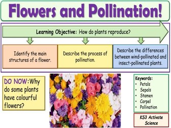 Flowers and Pollination KS3 Activate Science