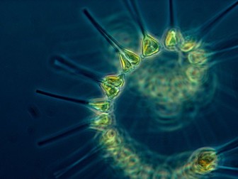 Marine Science - Photosynthesis in the Ocean