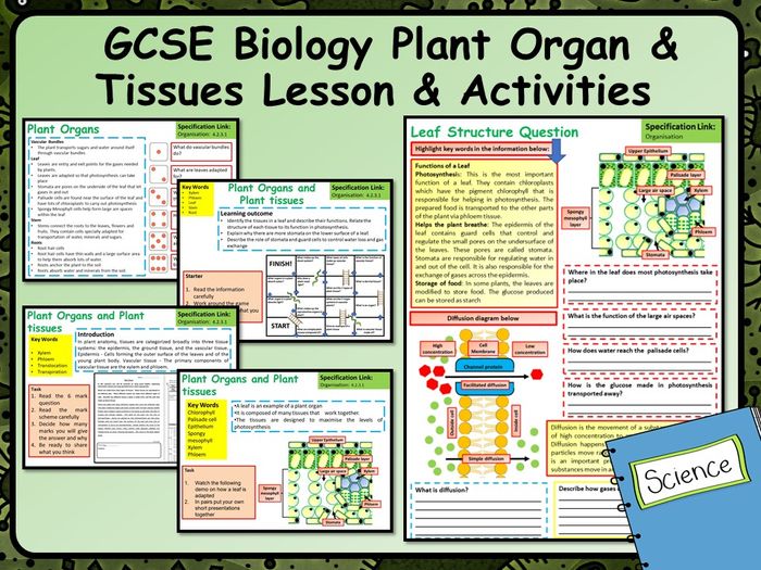 KS4 AQA GCSE Biology (Science) Plant Organ & Tissues Lesson ...