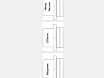 Reflex Arc Hats Activity