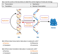 DNA to Protein Synthesis, Transcription, and Translation ...