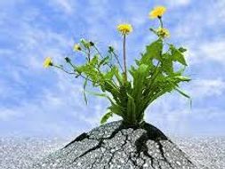 A Unit Plan On Resilience
