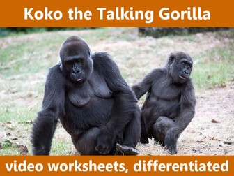 Koko the Talking Gorilla: video worksheets, differentiated.