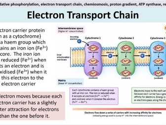 Oxidative Phosphorylation - AQA A Level Biology