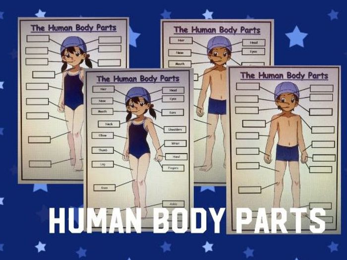 KS1 Human Body Parts Labeling Activity | Teaching Resources