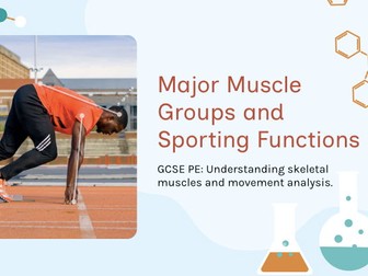 OCR GCSE Yr 10-11: Major Muscle Groups and Their Sporting Functions