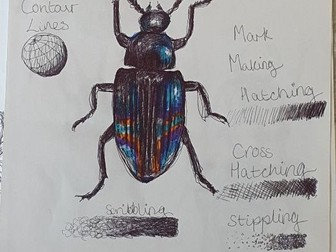Insects Pen Mark Making Observational Drawing