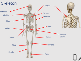 iGCSE PE: 1. A&P: Skeleton and Joints