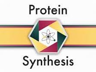 PROTEIN SYNTHESIS